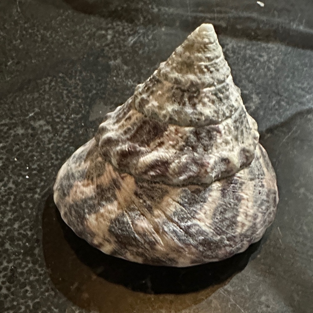 Wavy Turban Snail shell
